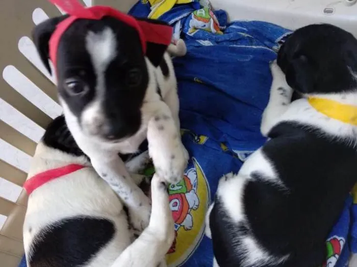Cachorro ra a Vira lata idade Abaixo de 2 meses nome Filhotinhos