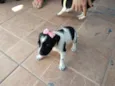Filhotinhos