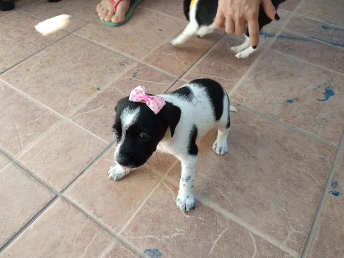 Cachorro ra a Vira lata idade Abaixo de 2 meses nome Filhotinhos