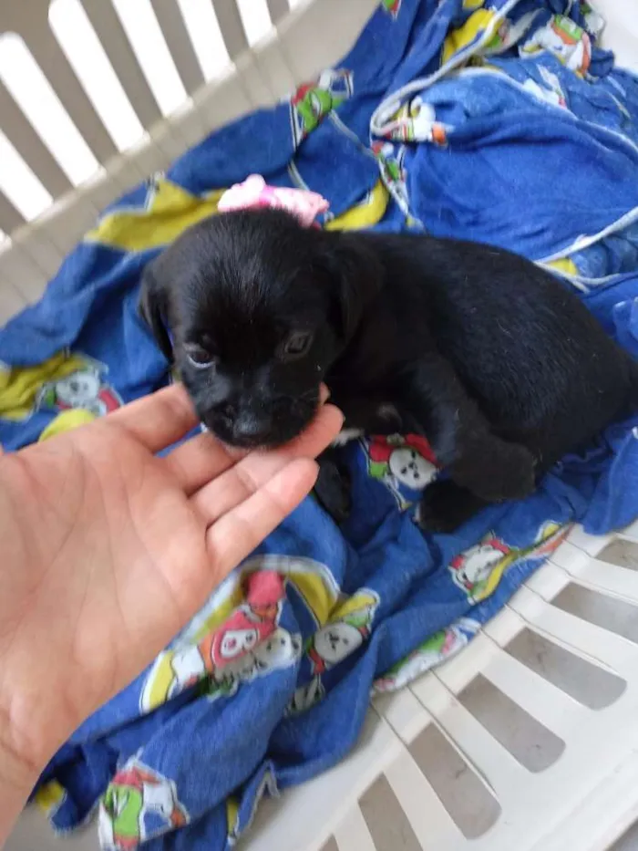 Cachorro ra a Vira lata idade Abaixo de 2 meses nome Filhotinhos