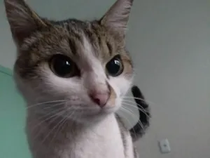 Gato raça Vira vira idade 7 a 11 meses nome Manchinha