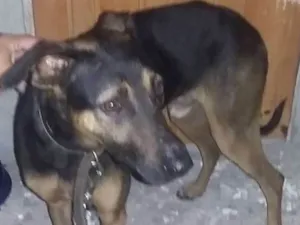 Cachorro raça SRD idade 3 anos nome Meninão
