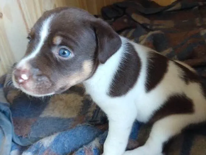 Cachorro ra a Comum idade Abaixo de 2 meses nome Lylo