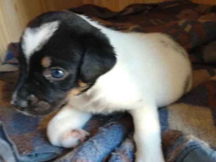 Cachorro ra a Comum idade Abaixo de 2 meses nome Luidi