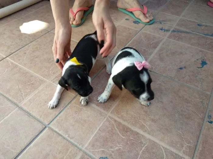 Cachorro ra a Vira lata idade Abaixo de 2 meses nome Filhotinhos