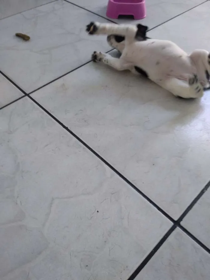 Cachorro ra a Vira lata idade Abaixo de 2 meses nome Filhotinhos