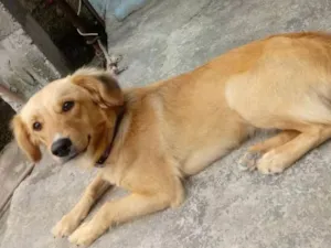 Cachorro raça nao definida idade 7 a 11 meses nome lili