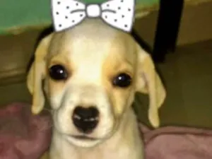 Cachorro raça VIRA - LATA idade Abaixo de 2 meses nome 0