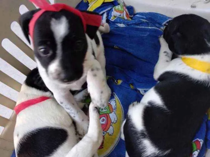 Cachorro ra a Vira lata idade Abaixo de 2 meses nome Filhotinhos