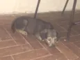 Zoe
