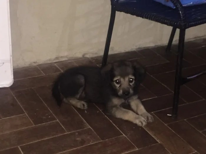 Cachorro ra a Labrador com mãe Mestiça   idade Abaixo de 2 meses nome Zoe