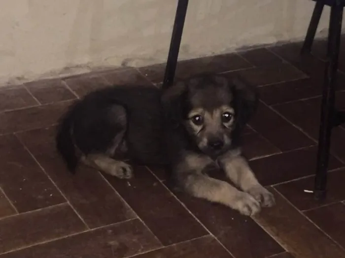 Cachorro ra a Labrador com mãe Mestiça   idade Abaixo de 2 meses nome Zoe