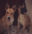 ADOÇÃO RESPONSÁVEL 