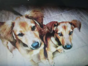 Cachorro raça basset idade 7 a 11 meses nome Duas fêmeas
