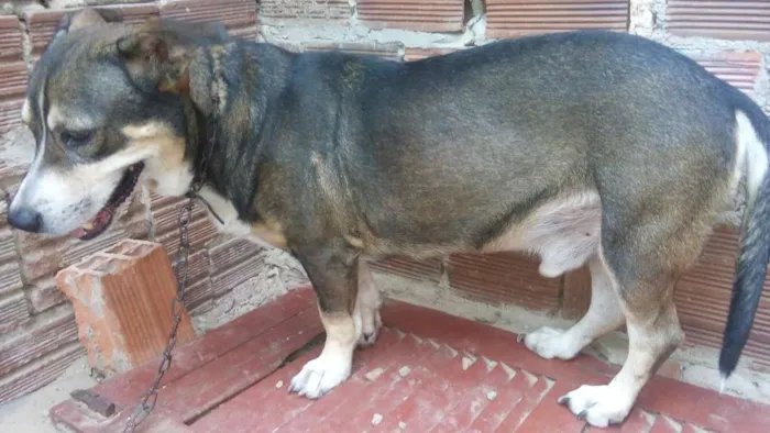 Cachorro raça Misturado idade 6 ou mais anos nome Sansao