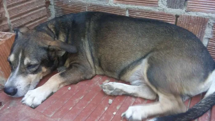 Cachorro raça Misturado idade 6 ou mais anos nome Sansao
