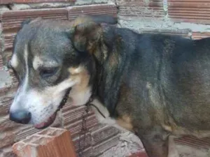 Cachorro raça Misturado idade 6 ou mais anos nome Sansao