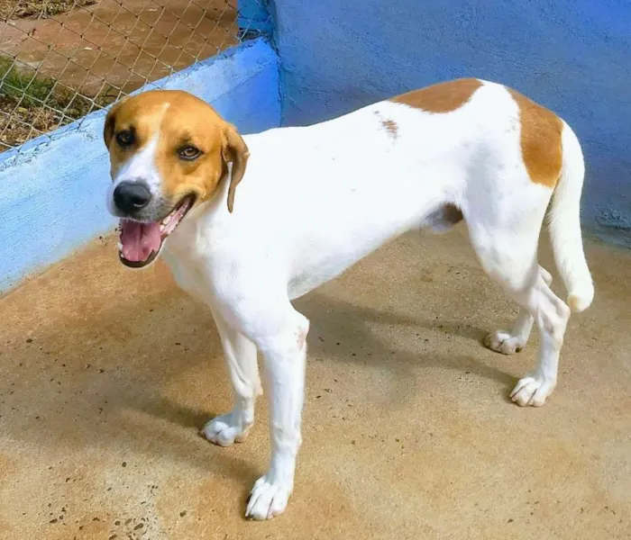 Cachorro ra a SRD idade 2 anos nome BOY