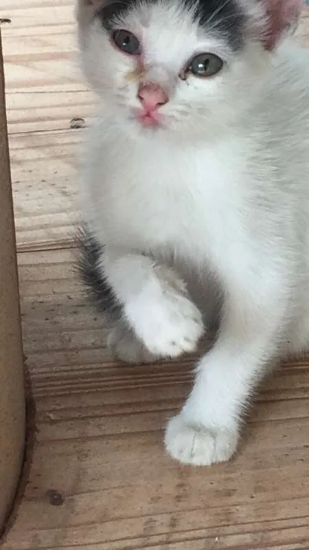 Gato raça de rua idade Abaixo de 2 meses nome Não tem