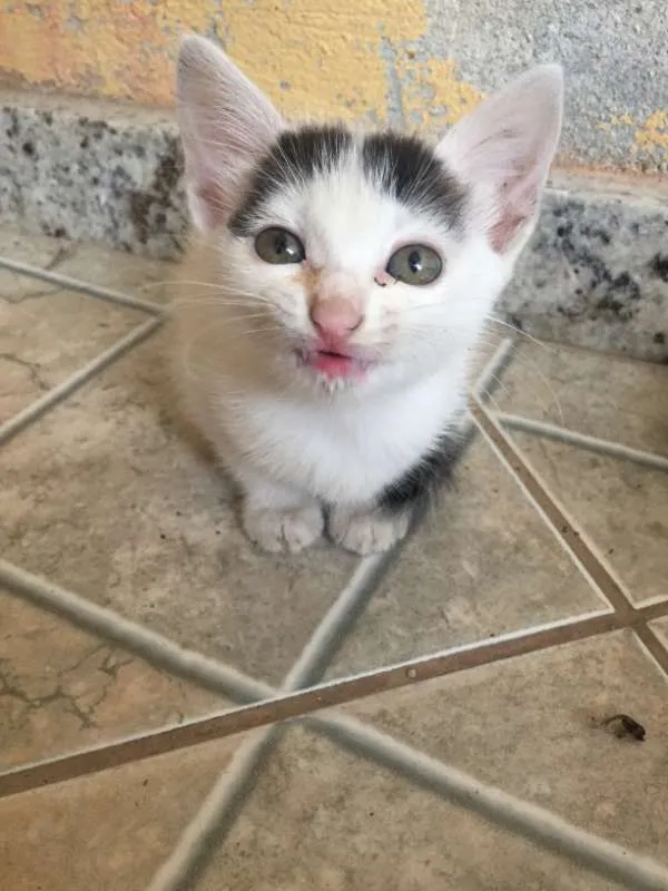 Gato raça de rua idade Abaixo de 2 meses nome Não tem