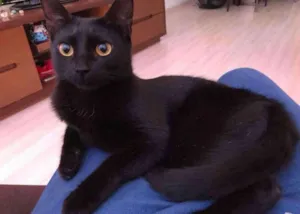 Gato raça SRD idade 1 ano nome Luna