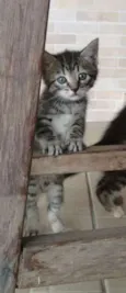 Gata