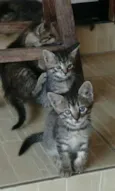 Gata