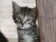 Gata