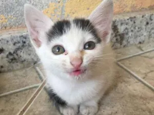 Gato raça de rua idade Abaixo de 2 meses nome Não tem
