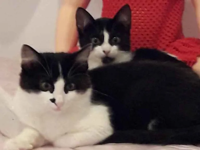Gato ra a SRD idade 2 a 6 meses nome Frajola