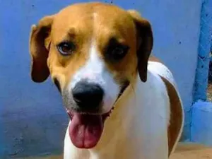 Cachorro raça SRD idade 2 anos nome BOY