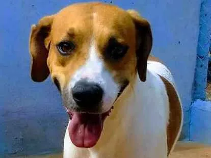 Cachorro ra a SRD idade 2 anos nome BOY