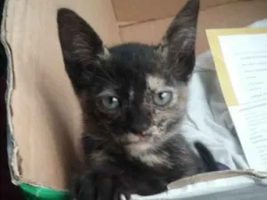 Gato raça Srd idade Abaixo de 2 meses nome Menina