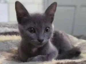 Gato raça Vira lata idade 2 a 6 meses nome Cacau