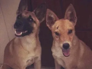 Cachorro raça SRD idade 2 a 6 meses nome ADOÇÃO RESPONSÁVEL 