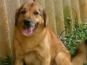 Cachorro raça SRD idade 4 anos nome Charlie