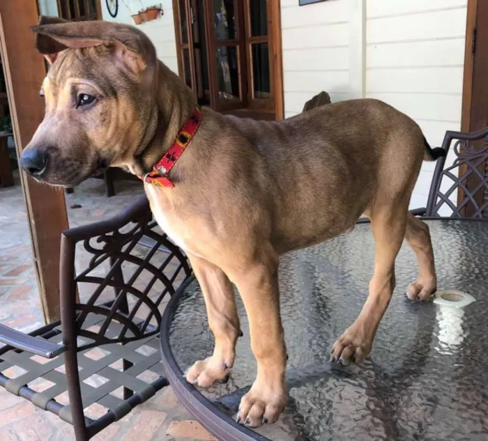 Cachorro ra a sem raça definida  idade 2 a 6 meses nome Onze