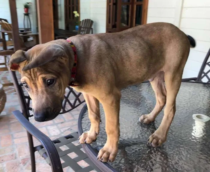 Cachorro ra a sem raça definida  idade 2 a 6 meses nome Onze