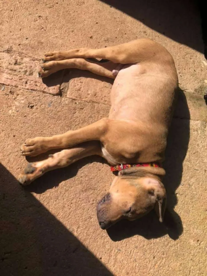 Cachorro ra a sem raça definida  idade 2 a 6 meses nome Onze