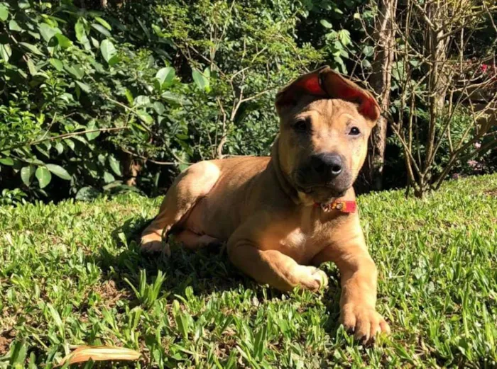 Cachorro ra a sem raça definida  idade 2 a 6 meses nome Onze