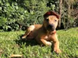 Onze