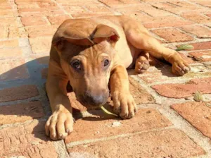 Cachorro raça sem raça definida  idade 2 a 6 meses nome Onze