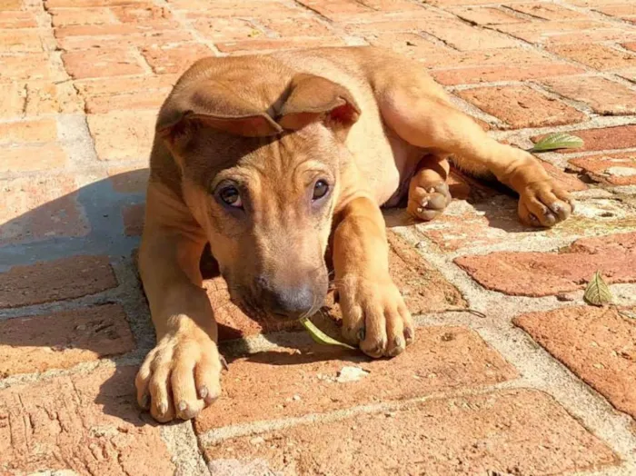 Cachorro ra a sem raça definida  idade 2 a 6 meses nome Onze