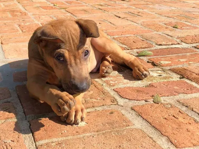 Cachorro ra a sem raça definida  idade 2 a 6 meses nome Onze