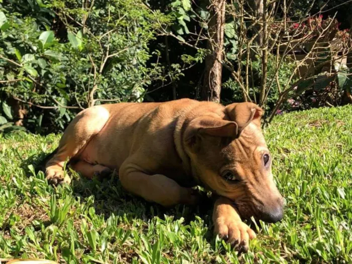 Cachorro ra a sem raça definida  idade 2 a 6 meses nome Onze