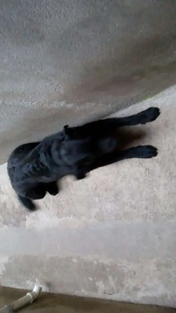 Cachorro ra a Labrador  idade 7 a 11 meses nome Thor 