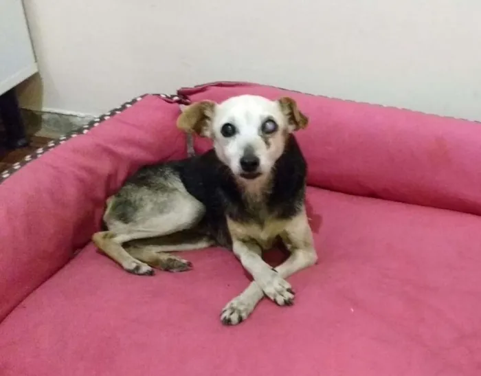 Cachorro ra a SRD idade 5 anos nome Véia