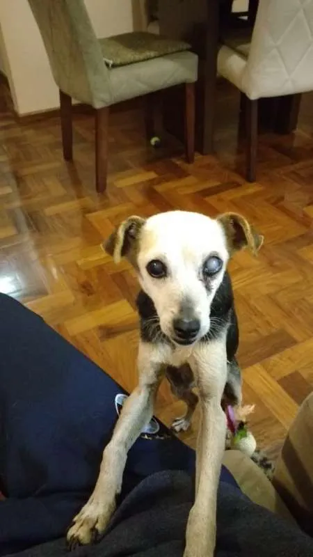 Cachorro ra a SRD idade 5 anos nome Véia