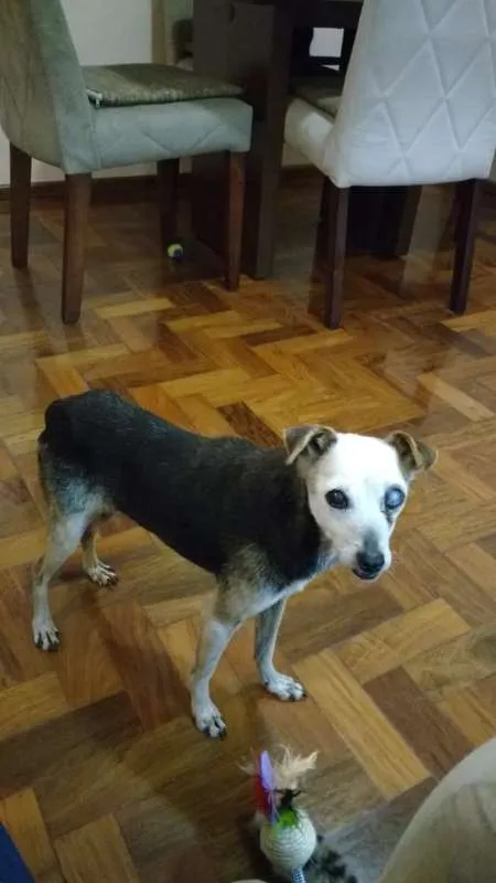 Cachorro ra a SRD idade 5 anos nome Véia
