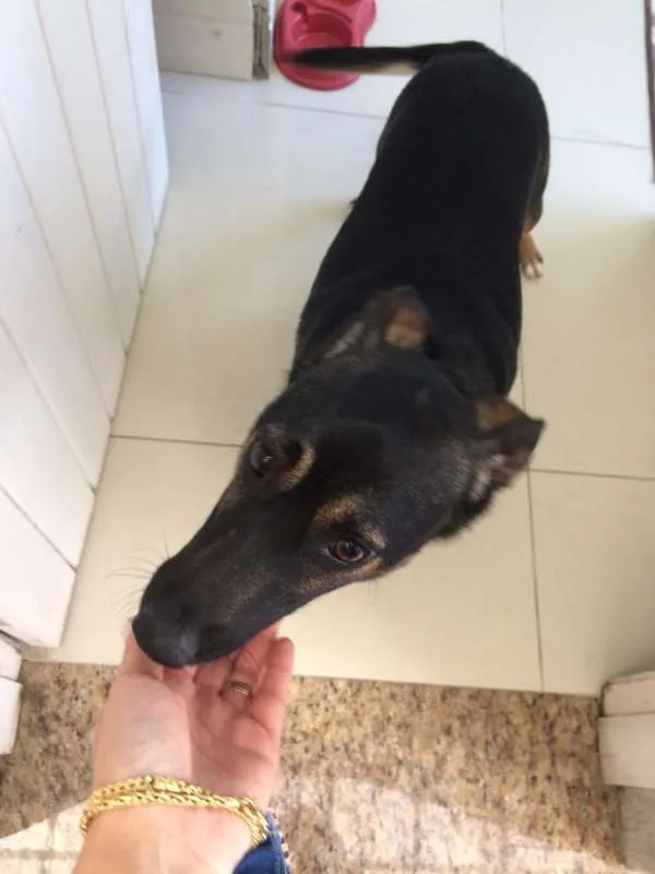 Cachorro ra a SRD idade 1 ano nome Açucena